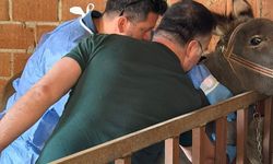 At ve eşeklerden numune alınıyor