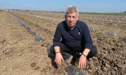 Karpuz ekimi başladı