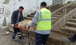 Sahile ölü caretta caretta vurdu