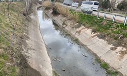 Eskişehir’in su kanalında endişelendiren görüntü!