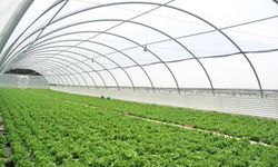 Mihalgazi'de tünel sera yapım ihalesi