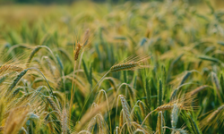 Uzmanından üreticilere don çağrısı!