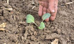 Eskişehir'de yılın ilk tohum ve fideleri toprakla buluştu