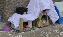 Hayvanseverlerden ilginç not!