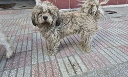 Eskişehir'de bu köpeğin rengi değişti!