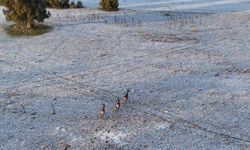 Karla kaplı dağlarda koşuşturan geyikler işte böyle görüntülendi