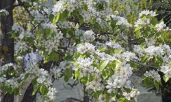 Görenlerin dikkatini çekiyor...