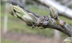 Ceviz üreticilerine antraknoz uyarısı