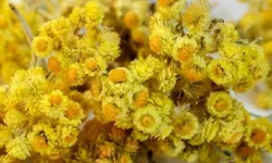 Eskişehir tarımında yeni dönem: 8 bin 200 fide dağıtılacak!