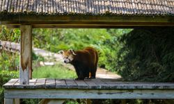 Eskişehir Hayvanat Bahçesi'ne yeni türler geldi... İşte gelen canlı türleri