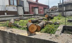 Bu ağaçlar neden kesildi?