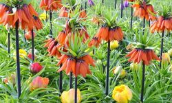 Bu çiçeği koparmanın cezası binlerce lira