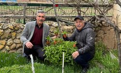 Eskişehir'deki bu laleleri gözleri gibi koruyorlar