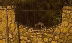 Aç kalan tilki tavuğu böyle götürdü