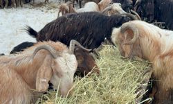 Mayıs karına rağmen üretim devam ediyor