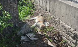 Eskişehir’de kedilerin zehirlendiği iddiası araştırılıyor!