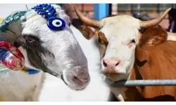 Kurban Bayramı nedir? Neden kurban kesilir?