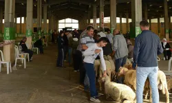Tepebaşı'nda kesim alanları hazır