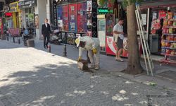 Kent merkezinde arı paniği!