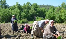 162 Yıllık miras toprakla buluştu