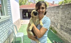 Gönüllüler 500 hayvana umut oluyor