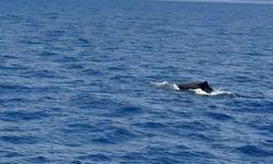 Göcek açıklarında balina görüntülendi