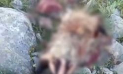 Köpeklerin saldırısına uğrayan porsuk telef oldu