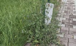 Eskişehir'deki o park bakım istiyor