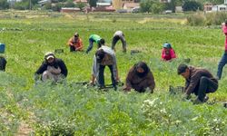 Tarım işçileri sahte çek iddiasıyla hukuk yolunda