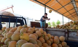 Kavun rekoltesi 21 bin tona çıkacak