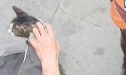 Kediyi DAK ekipleri kurtardı
