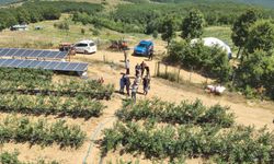 Kurak arazi yaban mersini bahçesine dönüştü