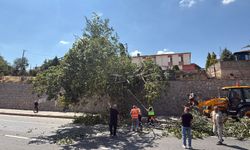 Eskişehir’de devrilen ağaç trafiği aksattı
