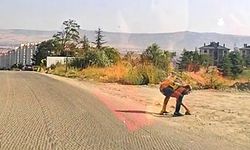 Örnek davranış: Kaplumbağa için trafiği uyardı