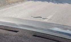 Karayolundaki yılan trafiği durdurdu
