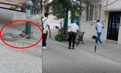 Eskişehir'in merkezinde 'yılan' paniği!
