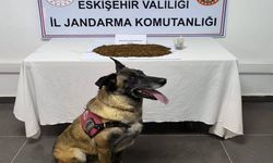 361 gram bonzai ele geçirildi