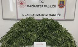 116 kök kenevir ele geçirildi: 9 gözaltı