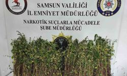 Bin 655 kök kenevir ele geçirildi