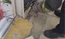 Doğalgaz kutusuna giren yılanı kedi fark etti