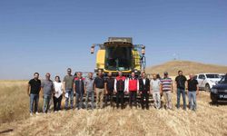 İlk kez toprakla buluşturulan 5 farklı çeşit buğday hasat edildi