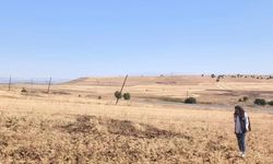 Tüylü nohut hasadı devam ediyor