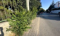 Otlar kaldırımı kapattı