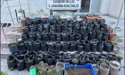 Jandarma saksılarda yetiştirilen 161 kök kenevir bitkisi ile esrar ele geçirdi!