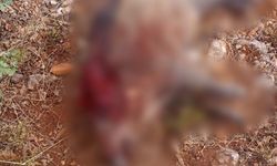 Tarlalara zarar veren yaban domuzları avlandı