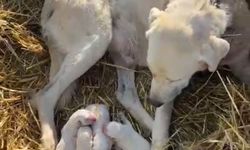 Sürünün başında doğum yaptı