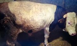 Eskişehir’in dev danaları Guinness’e hazırlanıyor