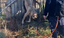 Patili dostların imdadına yetiştiler!