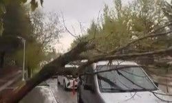 Ağaç, aracın üstüne devrildi