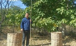 Ceviz hasadı başladı